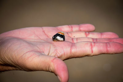 Close-up of insect on hand