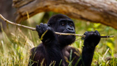 Close-up of monkey eating