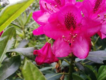 Close-up of pink flowers blooming outdoors