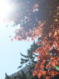 Low angle view of autumnal tree against sky