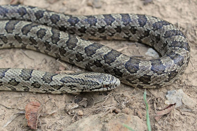 Close-up of lizard