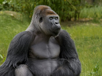 Monkey looking away in zoo