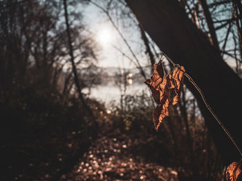 Close-up of dried leaves on tree trunk in forest