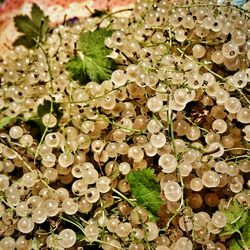 High angle view of berries on plant