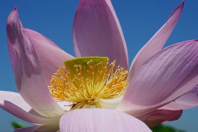 Close-up of pink water lily