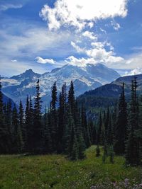 Scenic view of forest against sky