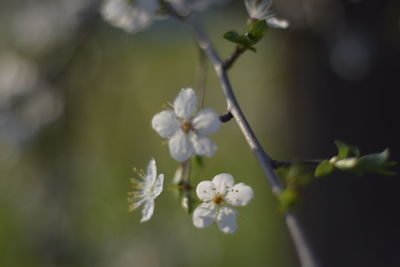 Close-up of white flowers
