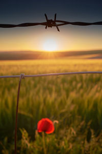 Close-up of flowering plants on field against sky during sunset