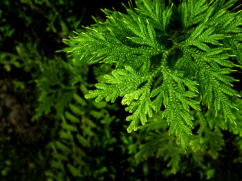 Close-up of green leaves