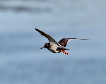 Oyster catcher flying against sky