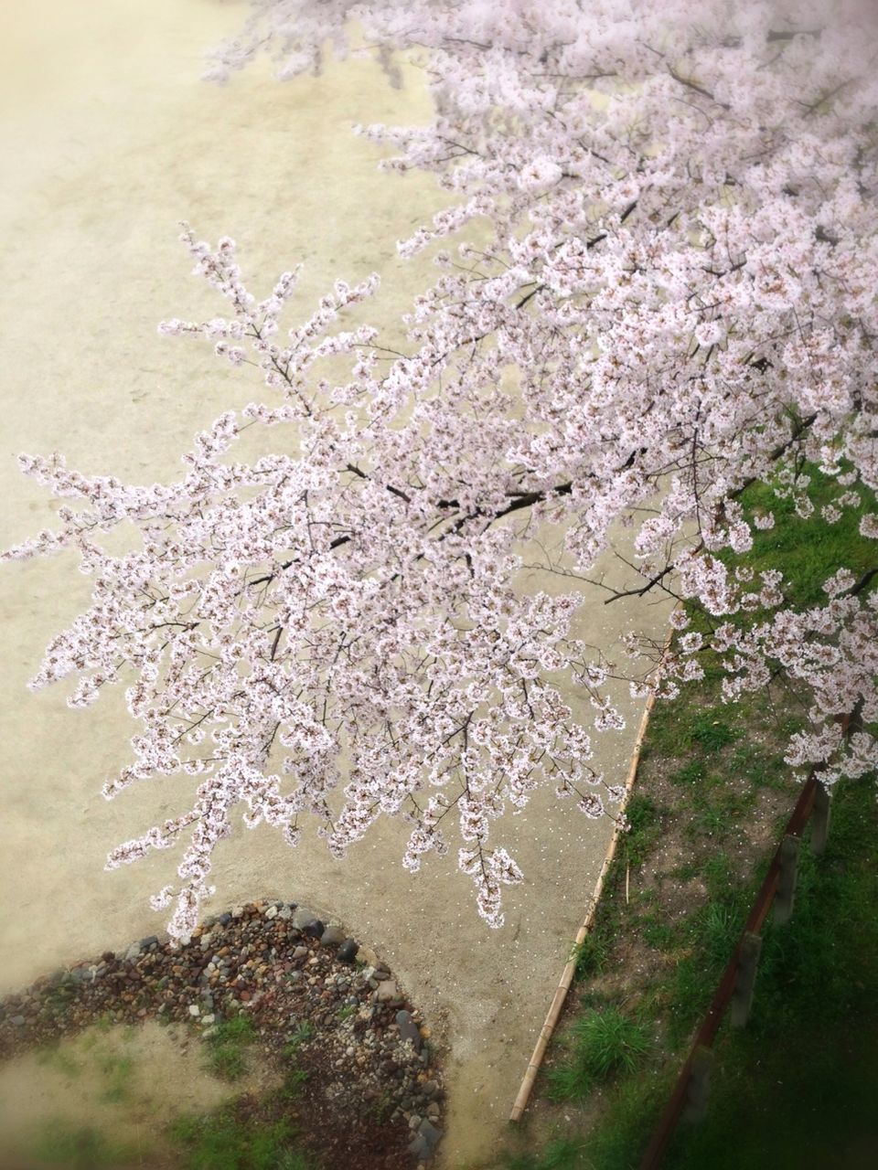 flower, growth, water, nature, high angle view, freshness, beauty in nature, plant, fragility, day, tree, outdoors, close-up, tranquility, branch, no people, white color, wet, sunlight, petal