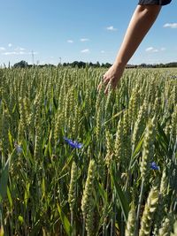 Scenic view of wheat field against sky