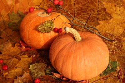 Close-up of pumpkin on field during autumn