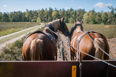 Horses in a field