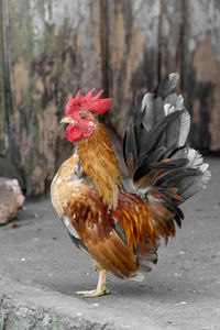 Close-up of rooster