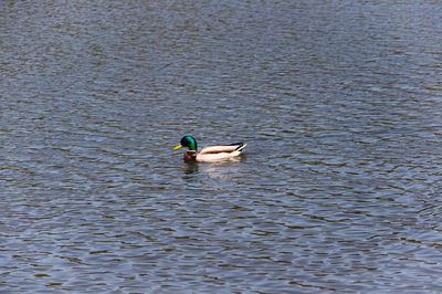 Two ducks in a lake