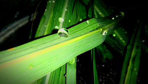 Close-up of insect on leaf