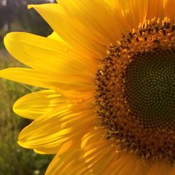 Close-up of yellow flower