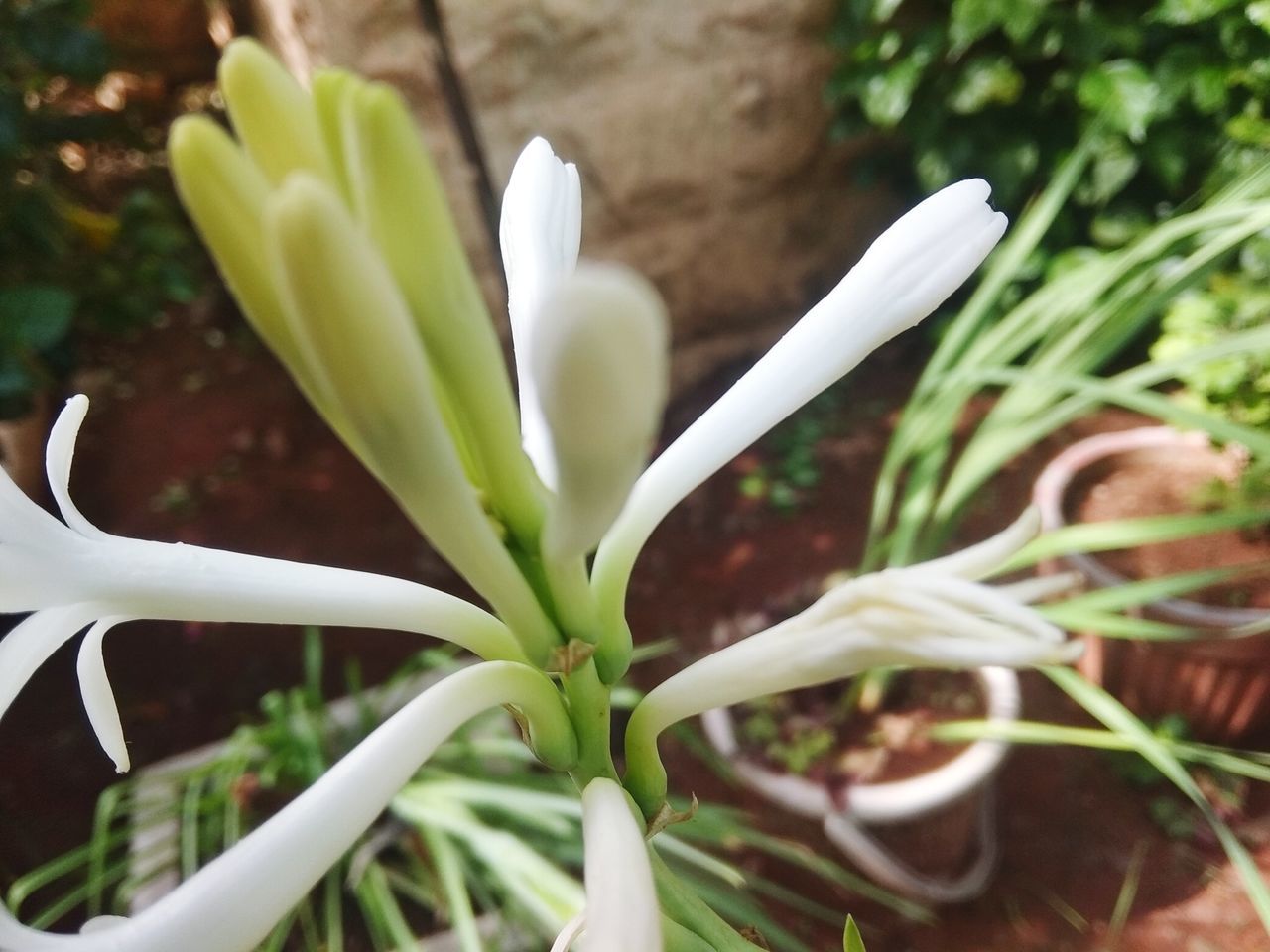 CLOSE-UP OF WHITE FLOWER