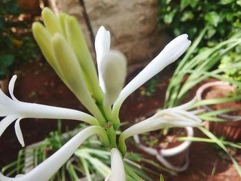 Close-up of white flowering plant