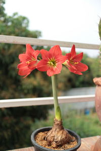 Close-up of red rose on potted plant