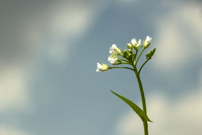 Close-up of white flowering plant