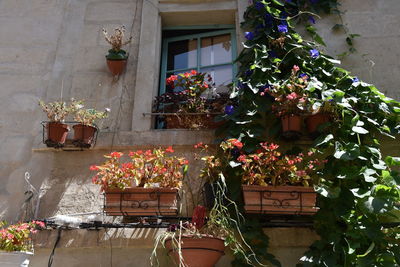 Potted plants outside house