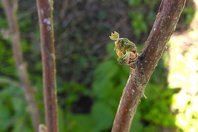 Animal perching on tree trunk in forest