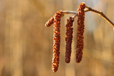 Olive buds in the spring in the sunlight are covered with hoarfrost