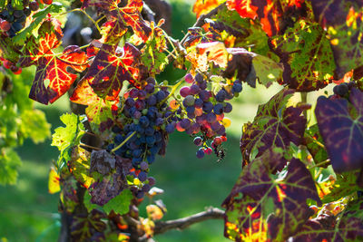 Close-up of fruits growing on tree