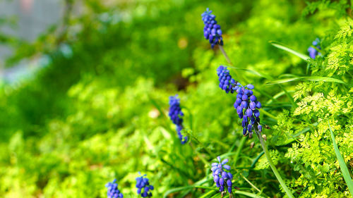 Close-up of purple flowers