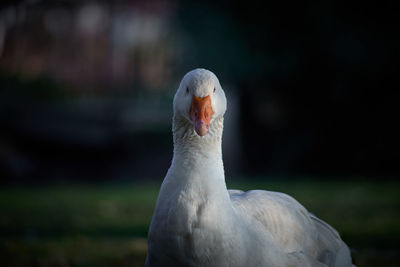 Close-up of a bird