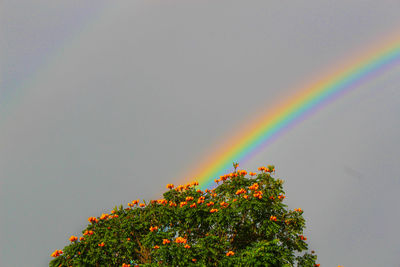 Rainbow over tree against sky