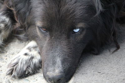 Close-up portrait of a dog