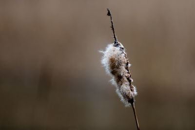 Close-up of wilted plant