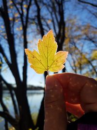 Close-up of leaf against sky