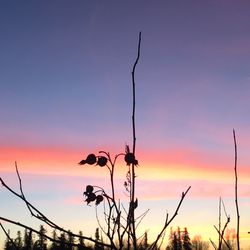 Close-up of silhouette plants against sky during sunset