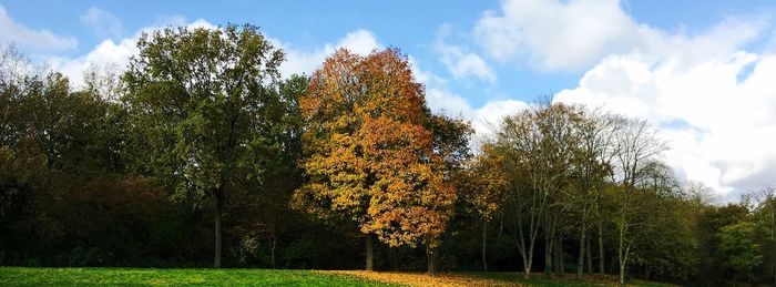 Trees on field against sky