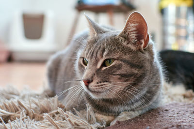 Close-up of cat resting