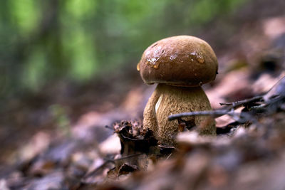 Close-up of mushroom growing on field