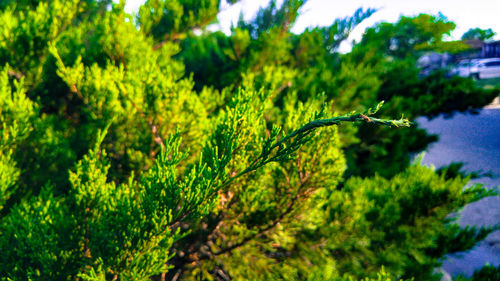 Close-up of plants