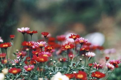 Close-up of red flowering plant