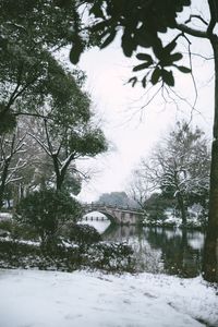 Trees by river against sky during winter