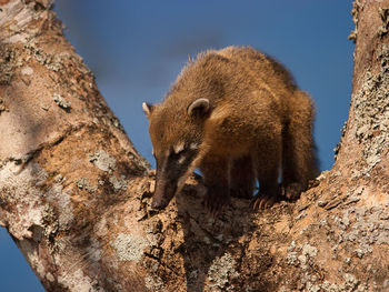 Low angle view of a tree