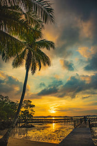 Scenic view of palm trees on beach during sunset