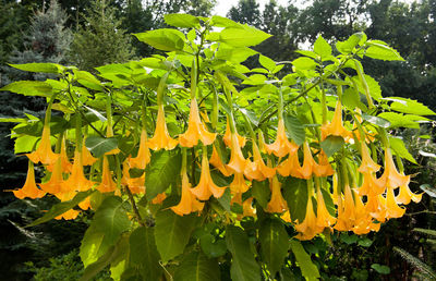 Close-up of tree