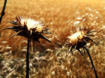 Close-up of thistle on field