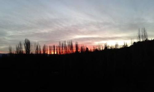 Silhouette of forest at sunset