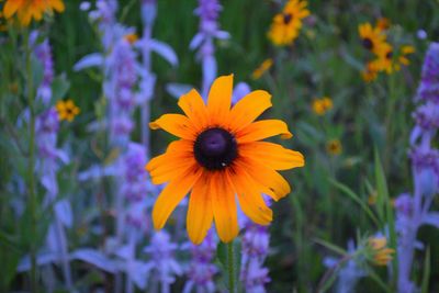 Close up of black-eyed of purple flower