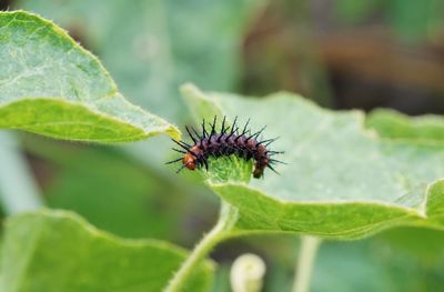 Close-up of insect on leaf